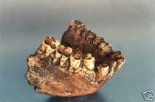 Cargar imagen en el visor de la galería, Gigantopithecus Jaw cast replica #1
