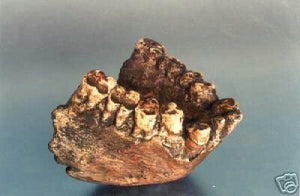 Gigantopithecus Jaw cast replica #1