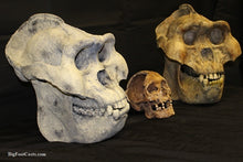 Laden Sie das Bild in den Galerie-Viewer, Gigantopithecus skull #2 Gigantopithecus blacki  Reconstruction