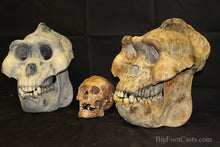 Laden Sie das Bild in den Galerie-Viewer, Gigantopithecus skull #2 Gigantopithecus blacki  Reconstruction