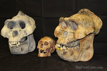 Load image into Gallery viewer, Custom painted: Gigantopithecus skull #2 Gigantopithecus blacki Reconstruction