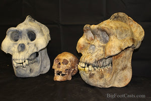 Custom painted: Gigantopithecus skull #2 Gigantopithecus blacki Reconstruction