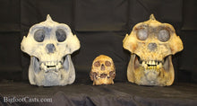 Laden Sie das Bild in den Galerie-Viewer, Gigantopithecus skull #2 Gigantopithecus blacki  Reconstruction