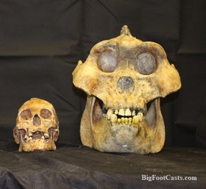 Gigantopithecus Skull #2 Skull only No Jaw