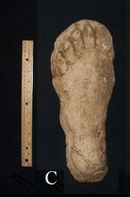 Load image into Gallery viewer, 1982 Grays Harbor Hereford Bigfoot print cast &quot;C&quot;