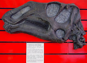 Gryposaurus Skull Plaque cast replica Dinosaur