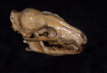 Cargar imagen en el visor de la galería, Hesperocyon gregarius skull cast replica (item #RF012)