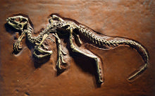 Laden Sie das Bild in den Galerie-Viewer, Heterodontosaurus skeleton cast replica
