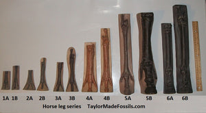 Horse legs and hooves cast replicas (Teaching quality) painted