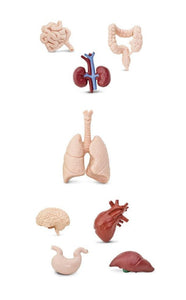 Human Organs Safari Ltd. Plastic toys Anatomy