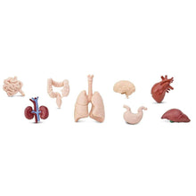 Load image into Gallery viewer, Human Organs Safari Ltd. Plastic toys Anatomy