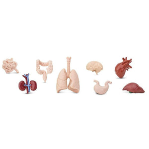 Human Organs Safari Ltd. Plastic toys Anatomy