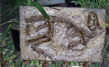 Charger l&#39;image dans la galerie, Nanosaurus / Hypsolophodon skeleton cast replica