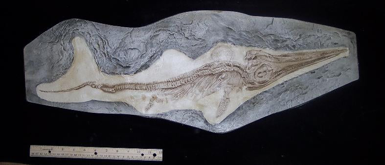 Ichtyosaurus skeleton cast replica (TMF ICHTY 1)