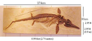 Ichthyosaurus intermedius skeleton cast replica marine reptile