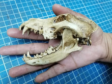 Laden Sie das Bild in den Galerie-Viewer, Wolf Skull cast replica 1/3 scale