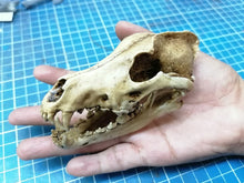 Laden Sie das Bild in den Galerie-Viewer, Wolf Skull cast replica 1/3 scale