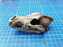 画像をギャラリービューアに読み込む, Wolf Skull cast replica 1/3 scale