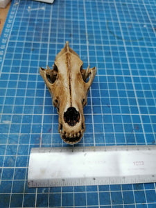 Wolf Skull cast replica 1/3 scale