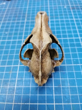 画像をギャラリービューアに読み込む, Wolf Skull cast replica 1/3 scale