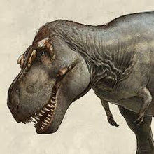 Load image into Gallery viewer, T.rex maxilla cast Harley the T.rex