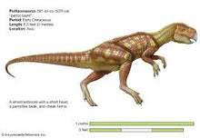 Load image into Gallery viewer, Psittacosaur Dinosaur Replica Dinosaur skeleton panel cast in matrix