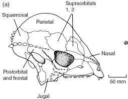 Prenocephale skull cast replica Dinosaur reproductive