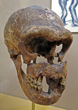 Cargar imagen en el visor de la galería, La Quina Neanderthal Hominid skull cast replicas