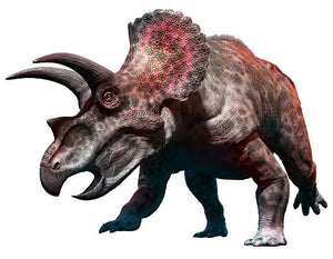 Triceratops Dinosaur Skin Cast Replica