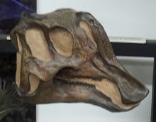 Load image into Gallery viewer, Lambeosaurus dinosaur skull cast replica