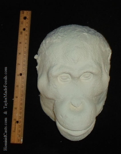 Orangutan Death Mask #1 Orangutan (female) death cast replica Life cast