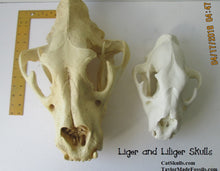 Cargar imagen en el visor de la galería, Liliger Skull Cast Replica Reproduction