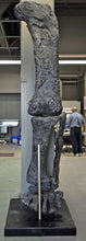 Laden Sie das Bild in den Galerie-Viewer, Camarasaurus leg cast replica