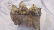 Load image into Gallery viewer, Mastodon tooth #2 Pleistocene. Ice Age