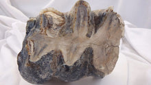 Cargar imagen en el visor de la galería, Mastodon tooth #2 Pleistocene. Ice Age