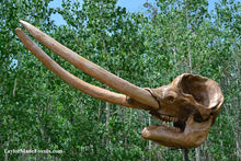 Load image into Gallery viewer, Deluxe Mastodon skull cast replica Pleistocene. Ice Age