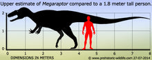 Cargar imagen en el visor de la galería, Megaraptor Dinosaur cast replica reproduction dinosaur fossil casts