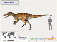 Laden Sie das Bild in den Galerie-Viewer, Megaraptor Dinosaur cast replica reproduction dinosaur fossil casts