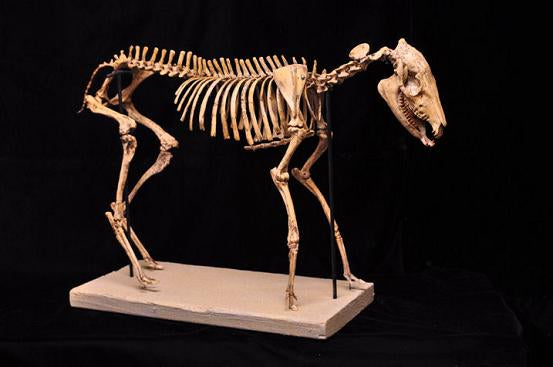 Mesohippus fossil horse cast replica