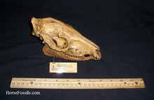 Load image into Gallery viewer, Mesohippus skull cast replica. Mesohippus fossil horse cast replica