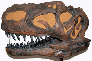 Monolophosaurus dinosaur skull cast replica #2
