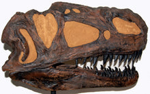 Load image into Gallery viewer, Monolophosaurus dinosaur skull cast replica #2