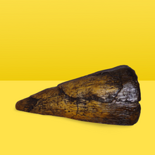 Laden Sie das Bild in den Galerie-Viewer, Iguanodon Thumb Spike claw cast replica
