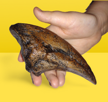 Laden Sie das Bild in den Galerie-Viewer, Acrocanthosaurus Foot Toe claw cast replica
