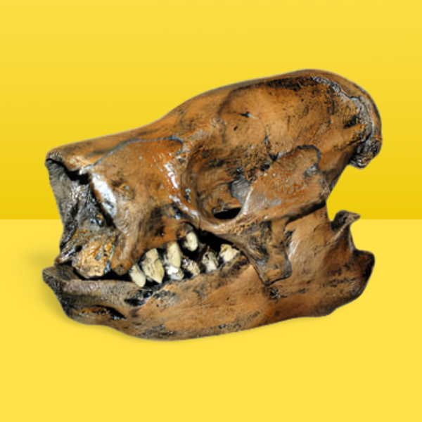 Paramylodon Harlan's Ground Sloth skull cast replica