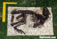 Laden Sie das Bild in den Galerie-Viewer, Nanosaurus / Hypsolophodon skeleton cast replica