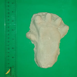 2013 Orang Pendek footprint cast replica #2