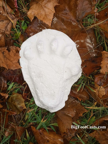 2013 Orang Pendek #3 footprint cast replica #3 (leaf)