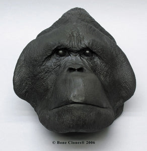 Orangutan (male) death cast replica Life cast #3 (LC-26)