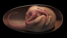 Cargar imagen en el visor de la galería, Oviraptor Egg nest with 6 Eggs Cast Replica Dinosaur Reproductions